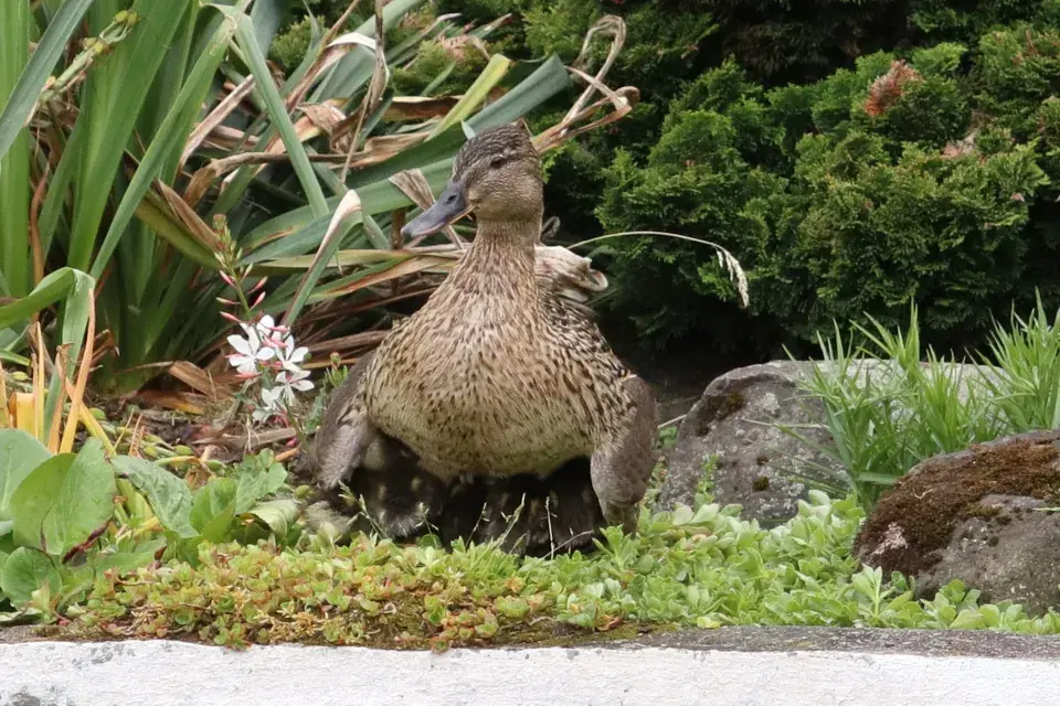 Na návštěvě zahrady u horolezce Radka Jaroše