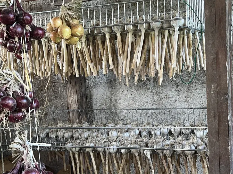 Sklizeň a sušení česneku nepodceňte