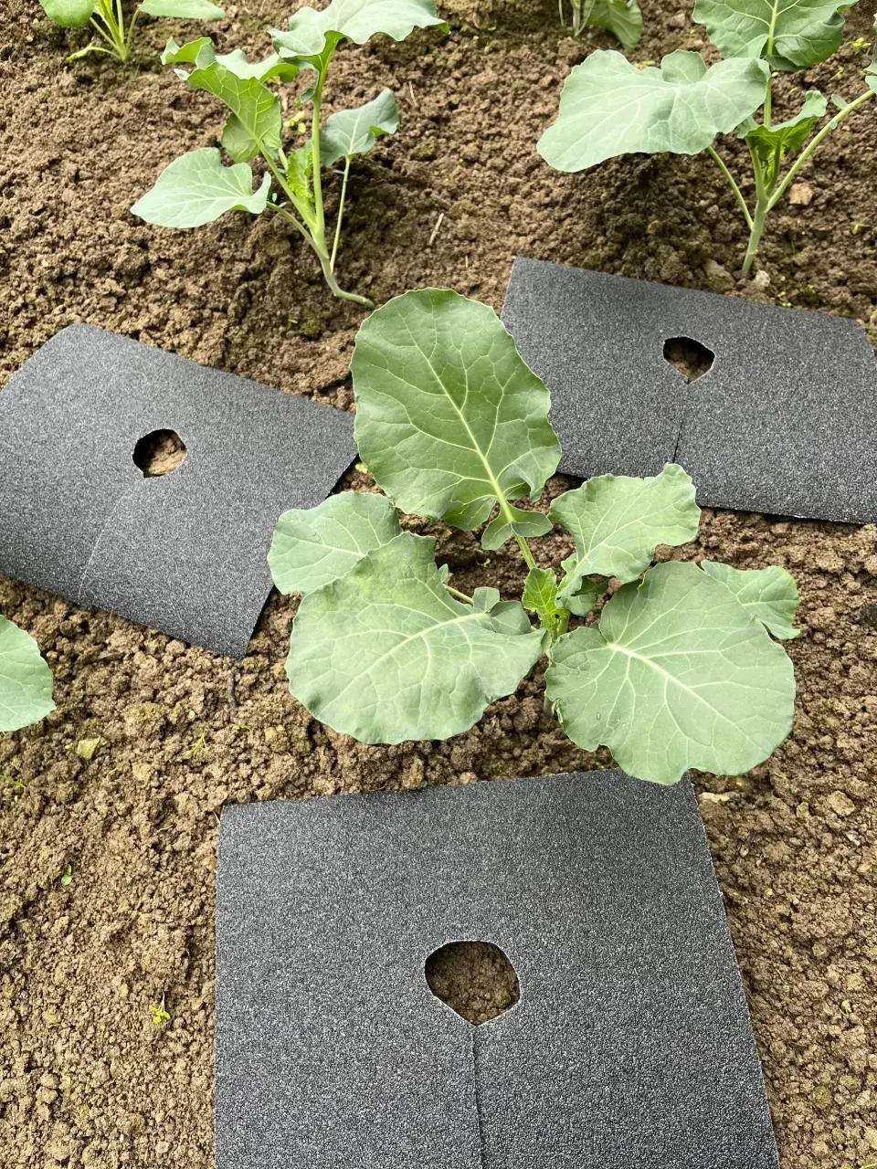 Slimáci a plzáci jsou postrachem zeleninových záhonů