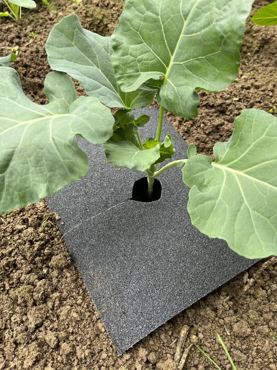 Slimáci a plzáci jsou postrachem zeleninových záhonů