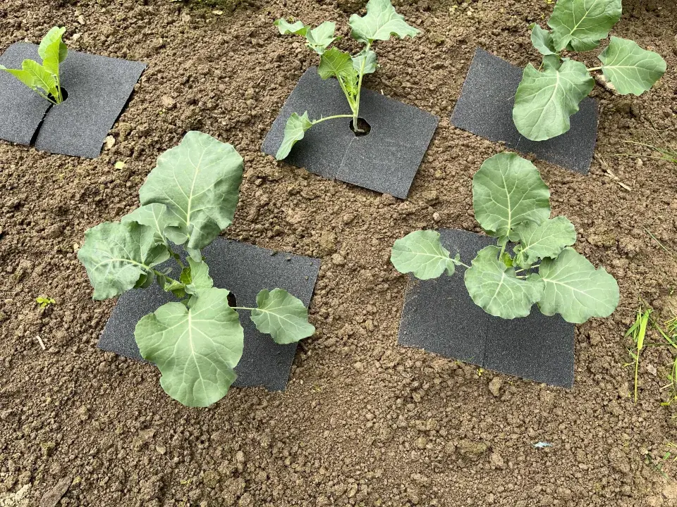 Slimáci a plzáci jsou postrachem zeleninových záhonů