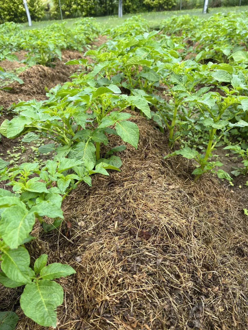 V polovině července lze ještě vysázet brambory