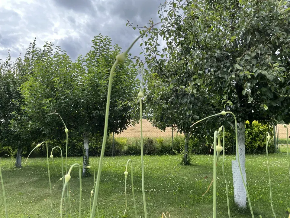 Sklizeň a sušení česneku nepodceňte