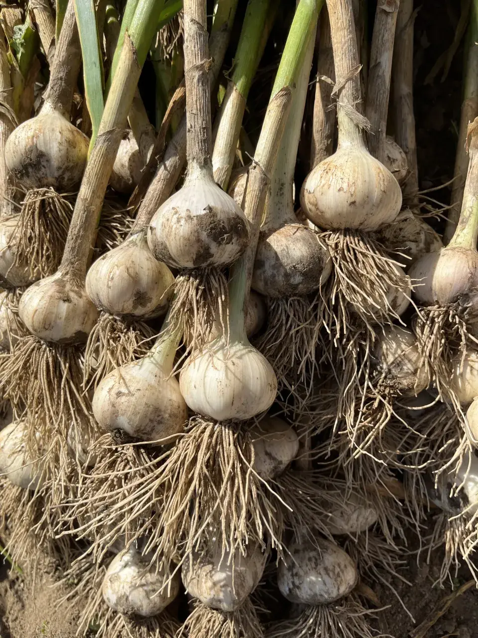 Česnek je nutné správně usušit, abychom měli kvalitní zásobu zdravých stroužků