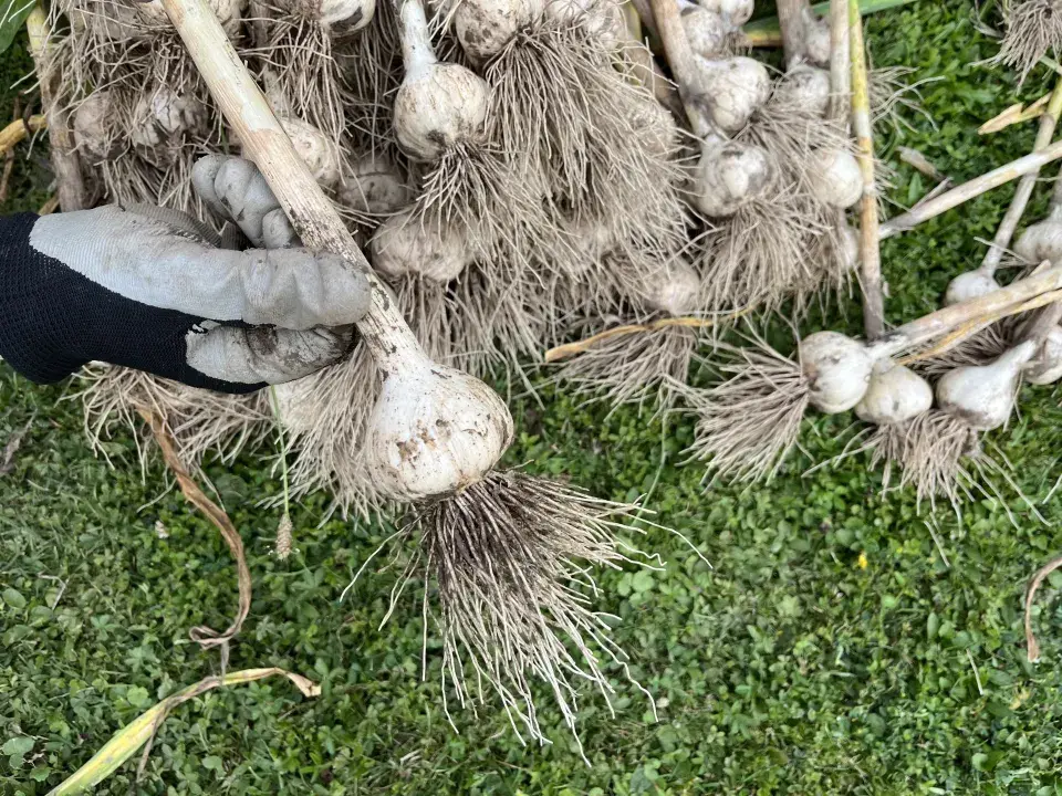 Česnek je nutné správně usušit, abychom měli kvalitní zásobu zdravých stroužků