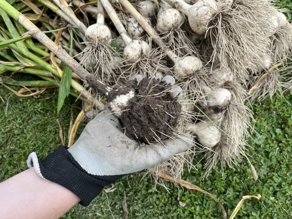 Sklizeň a sušení česneku nepodceňte