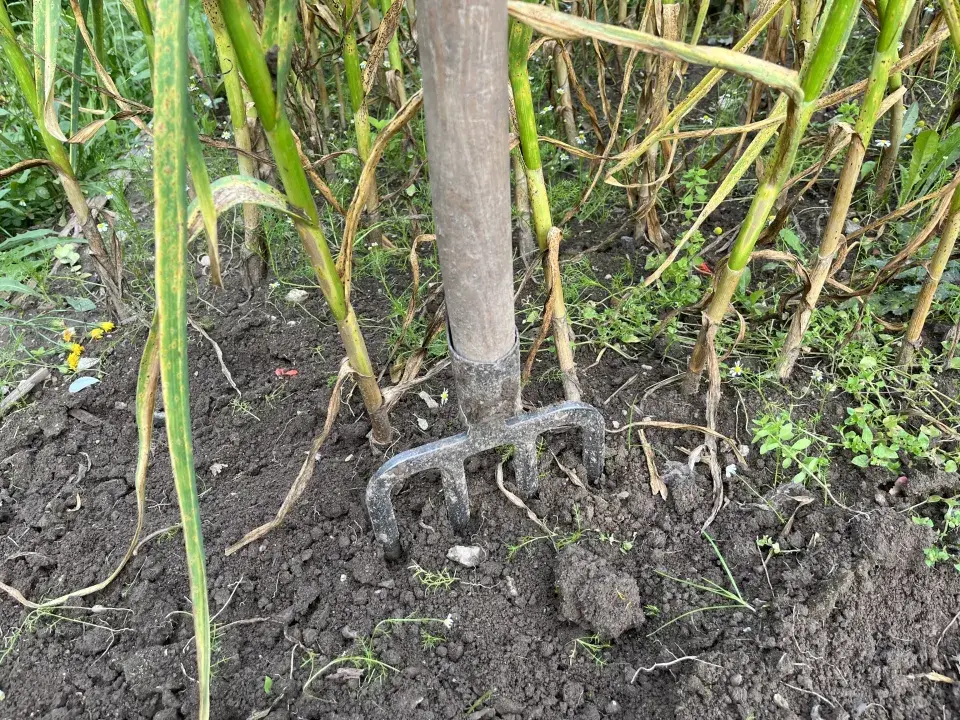 Sklizeň a sušení česneku nepodceňte