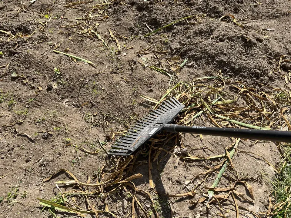 V polovině července lze ještě vysázet brambory