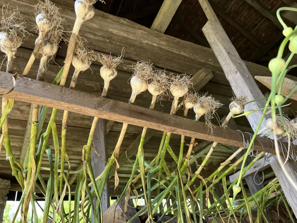 Sklizeň a sušení česneku nepodceňte