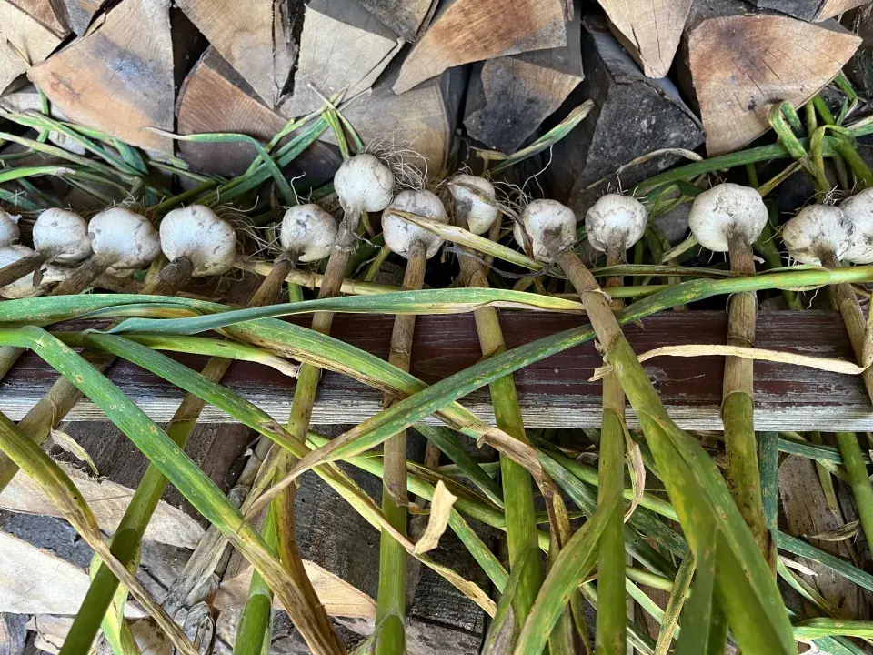 Sklizeň a sušení česneku nepodceňte