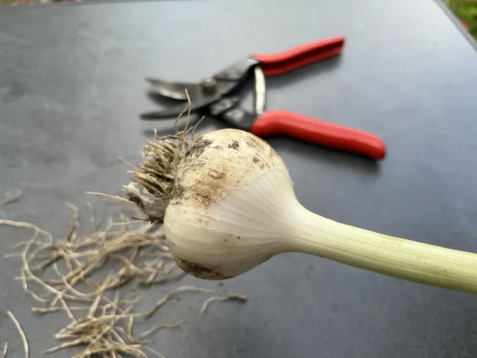 Sklizeň a sušení česneku nepodceňte