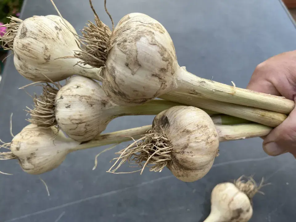 Sklizeň a sušení česneku nepodceňte