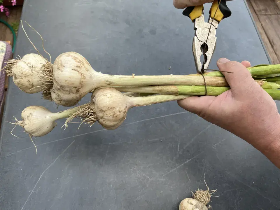 Sklizeň a sušení česneku nepodceňte