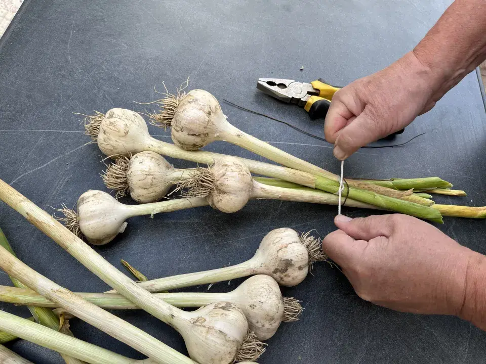 Sklizeň a sušení česneku nepodceňte