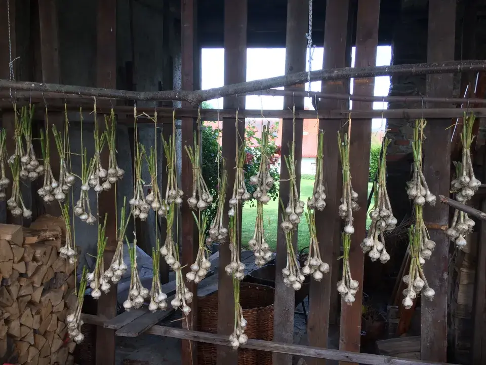 Sušení česneku ve stodole