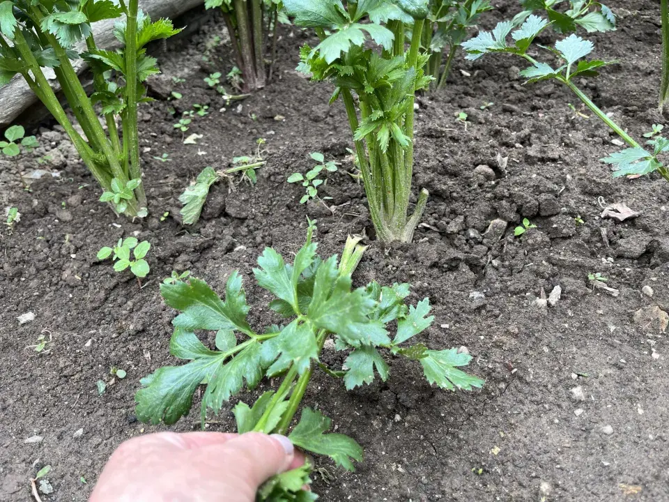 Celer vyžaduje vaši péči