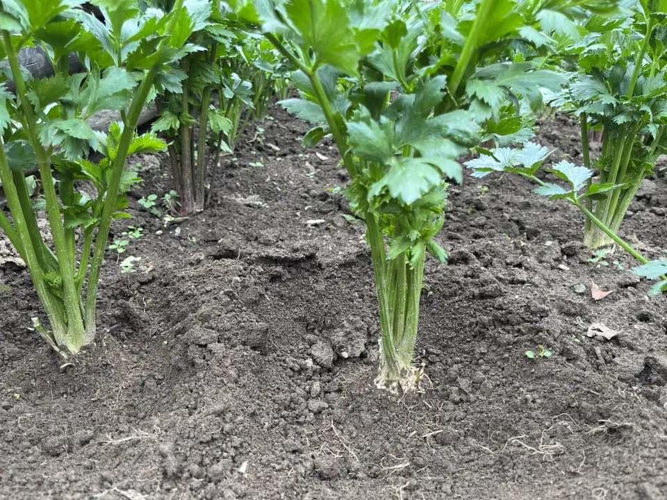 Celer vyžaduje vaši péči