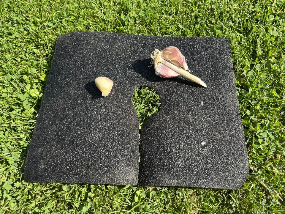 Slimáci a plzáci jsou postrachem zeleninových záhonů