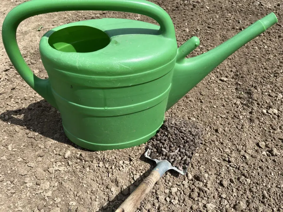 V polovině července lze ještě vysázet brambory