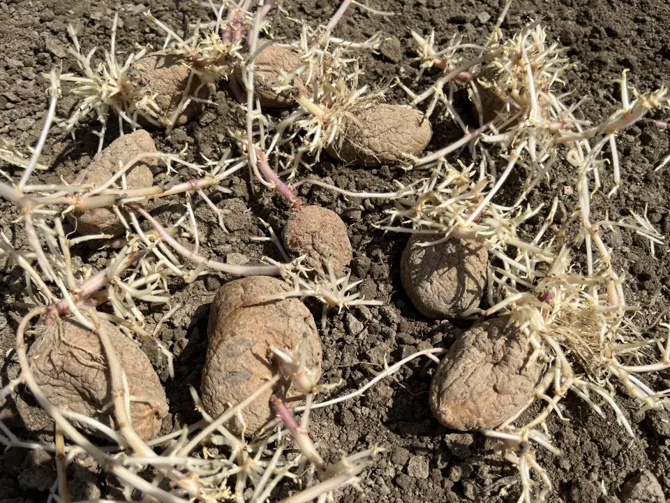 V polovině července lze ještě vysázet brambory