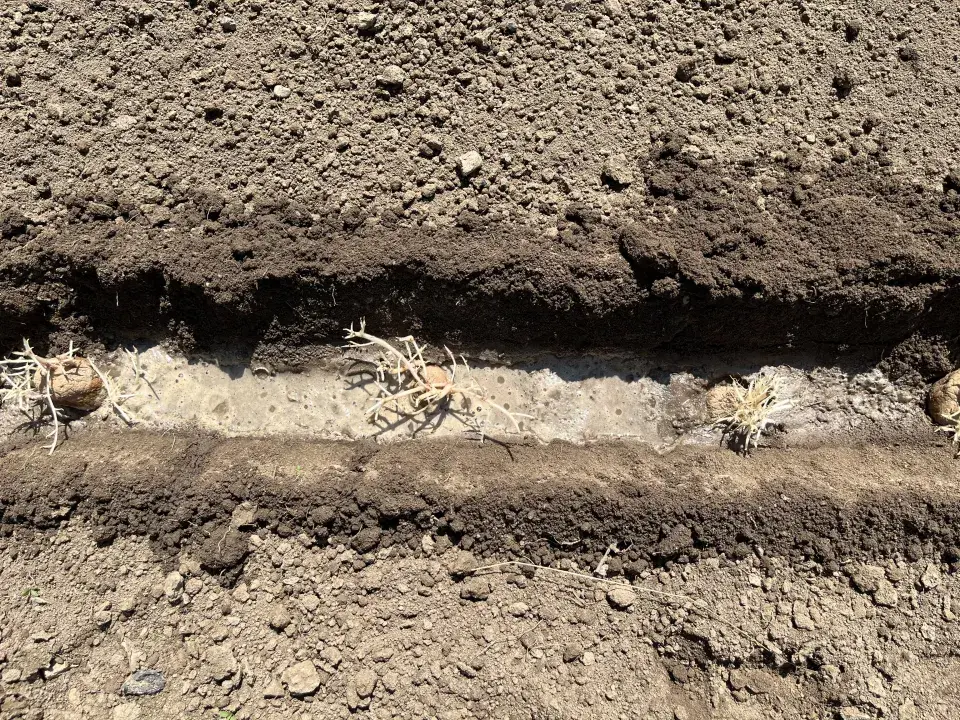 V polovině července lze ještě vysázet brambory