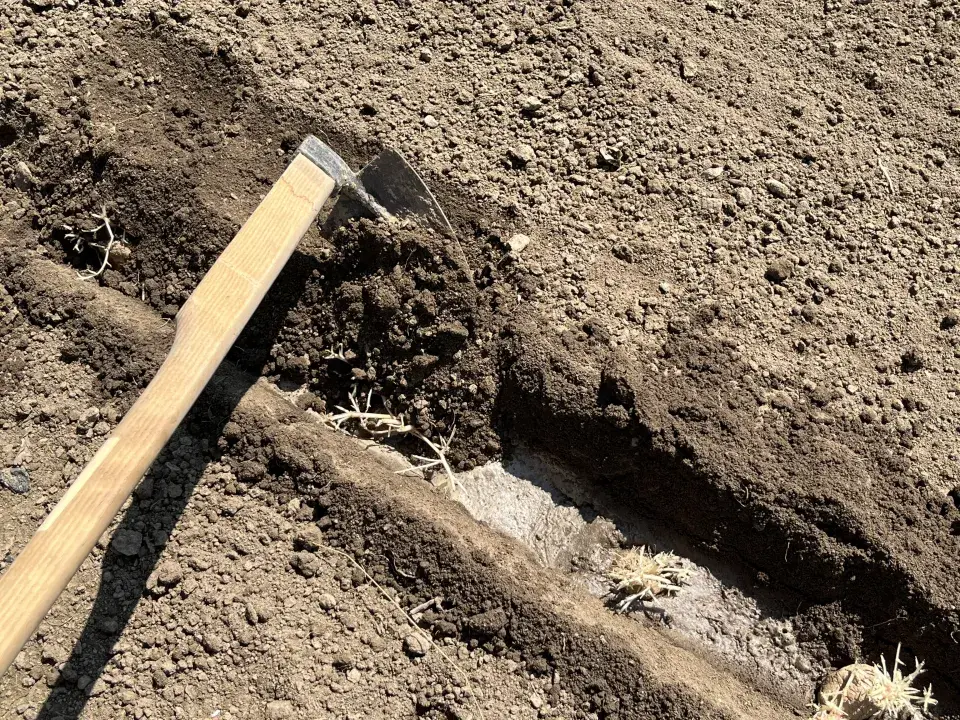 V polovině července lze ještě vysázet brambory