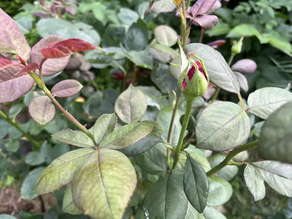 Správnou péčí o růže v polovině léta prodloužíte jejich květenství až do podzimu