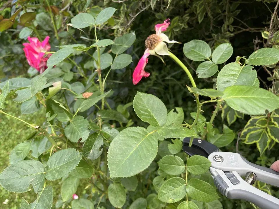 Správnou péčí o růže v polovině léta prodloužíte jejich květenství až do podzimu