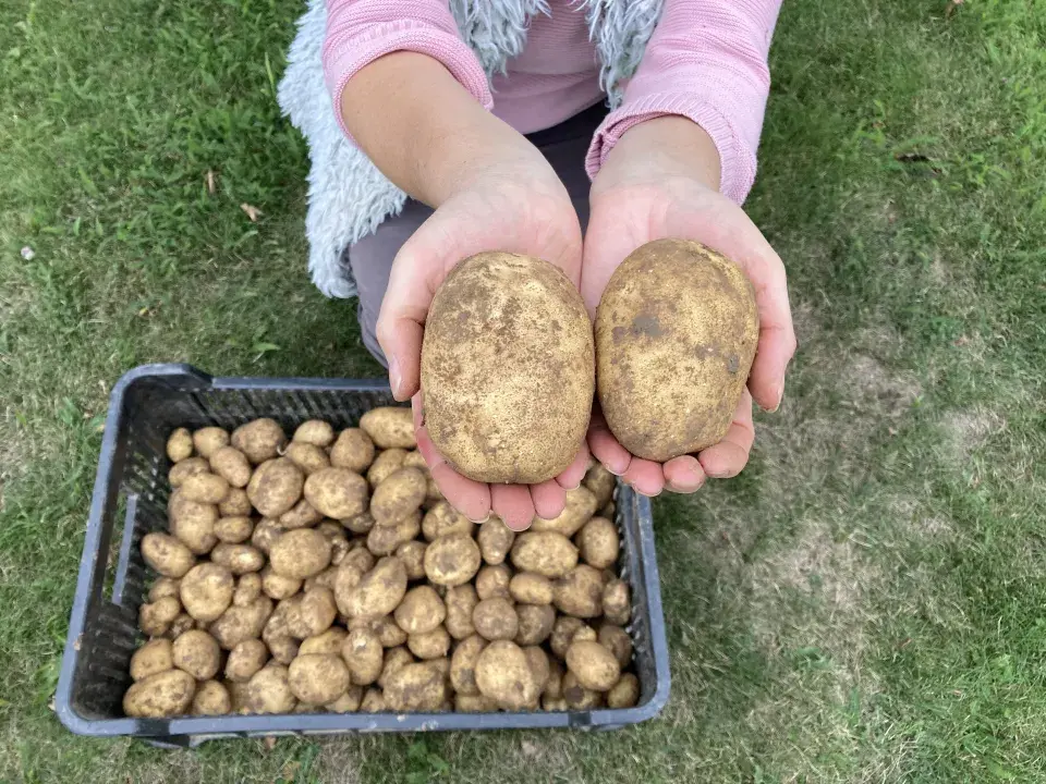 V polovině července lze ještě vysázet brambory