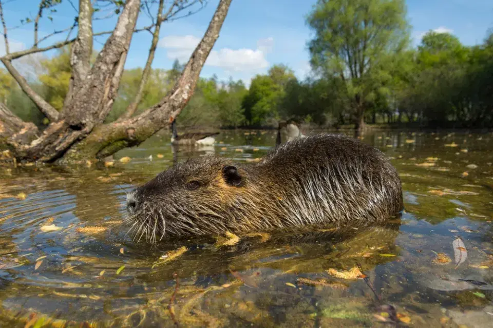 Nutrie říční (Myocastor coypus)