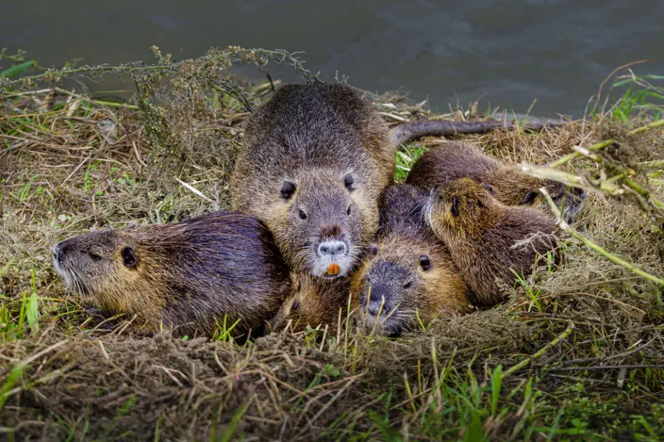 Nutrie říční (Myocastor coypus)