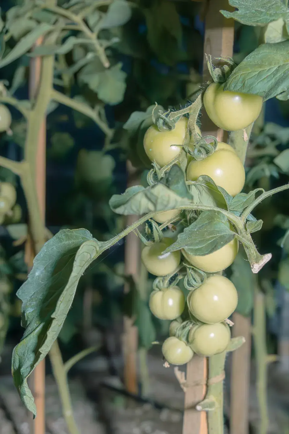 Staráme se o rajčata, abychom měli skvělou úrodu