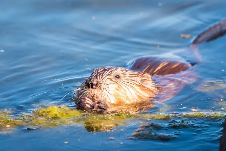 Ondatra pižmová (Ondatra zibethicus)