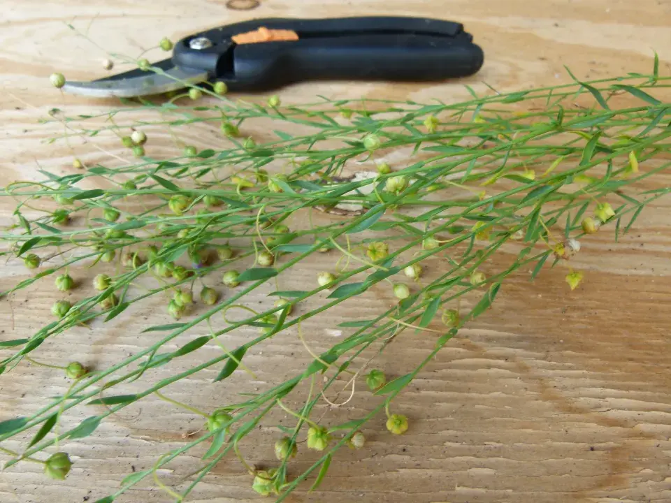 Len setý (Linum usitasissinum)