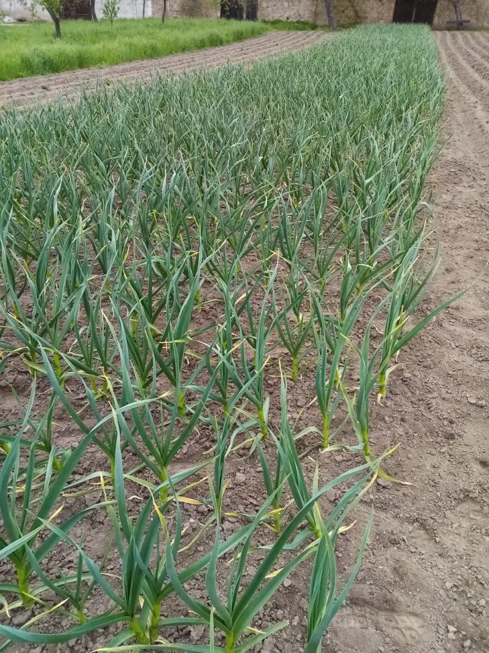 Zásoby česneku se vždy vyplatí