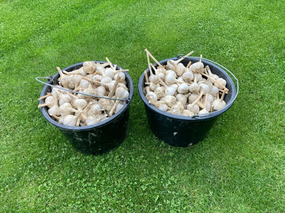 Sklizeň a sušení česneku nepodceňte