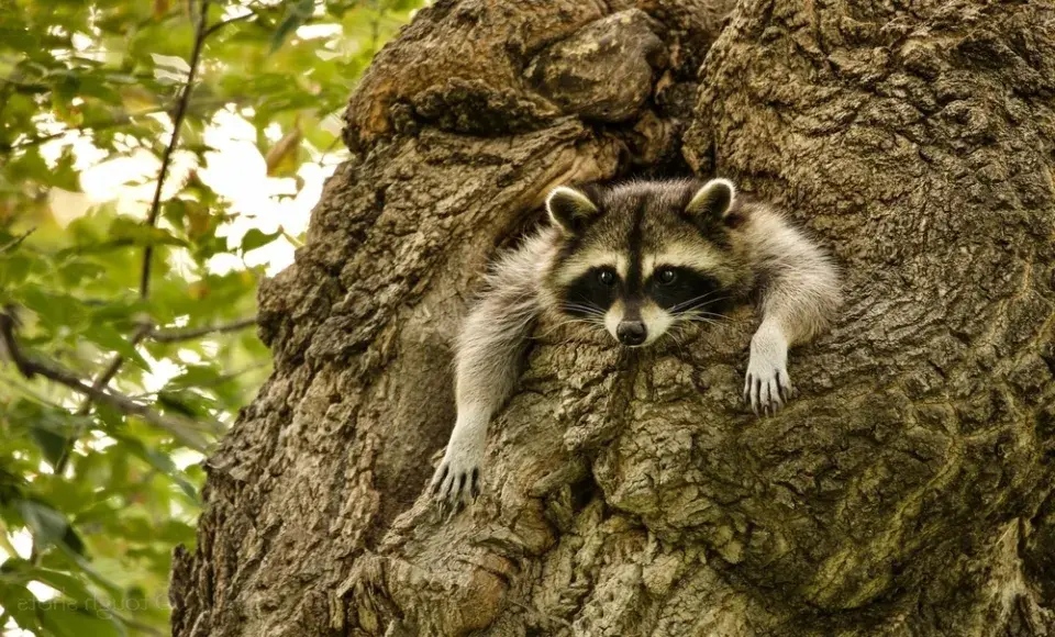 Mýval severní (Procyon lotor)