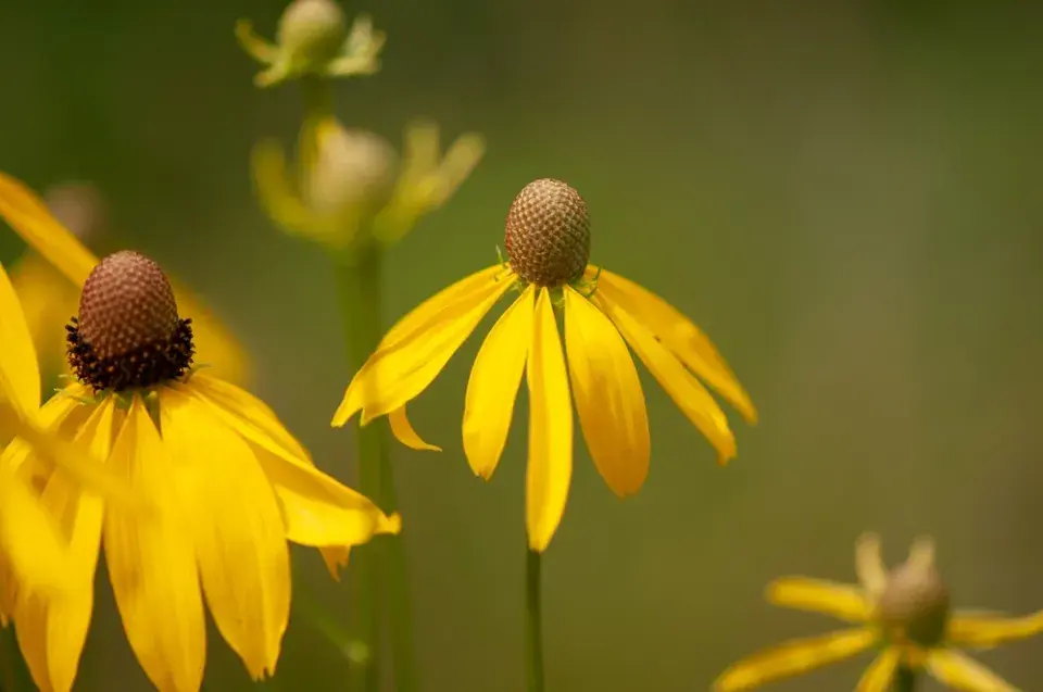 Třapatka dřípatá (Rudbekia laciniata)