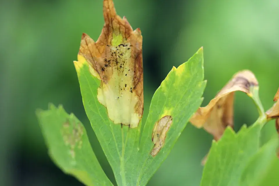 Celer vyžaduje vaši péči