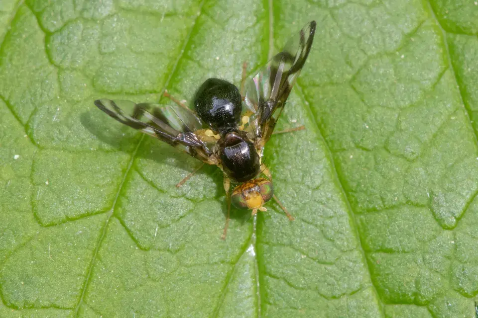 Celer vyžaduje vaši péči