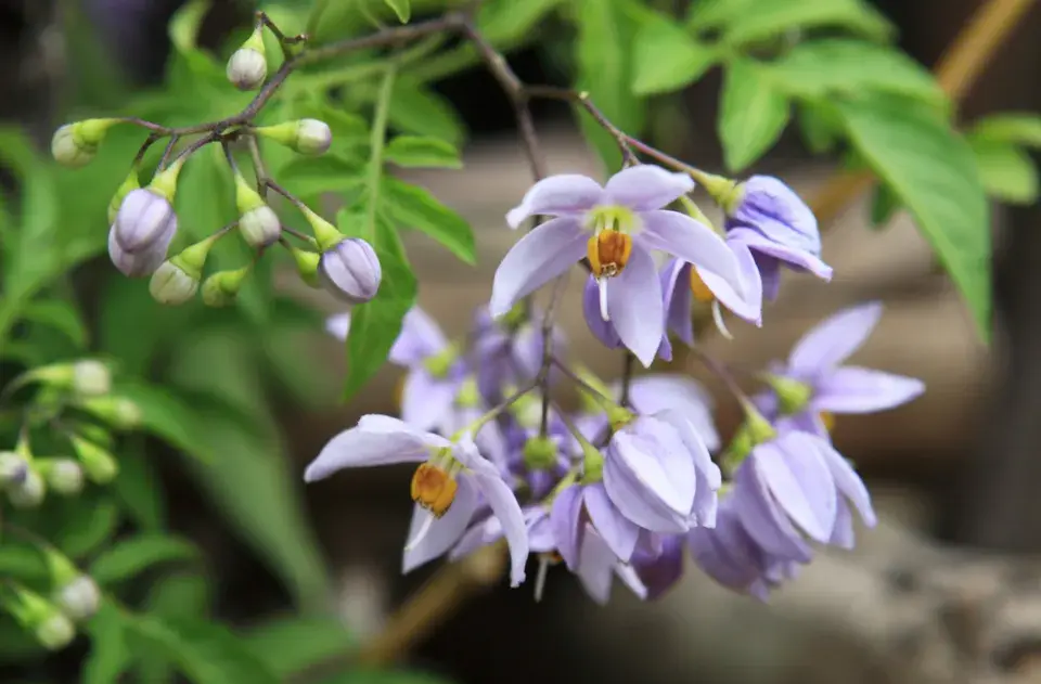 Lilek jasmínokvětý (Solanum jasminoides)