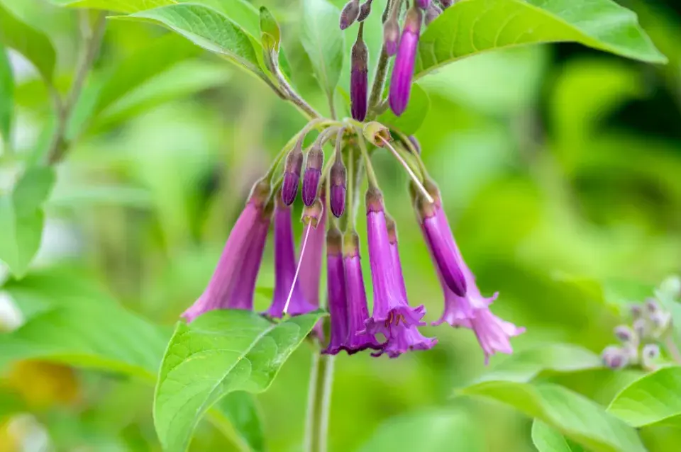 Acnistus (Acnistus australis, Dunalia australis nebo Iochroma australe)