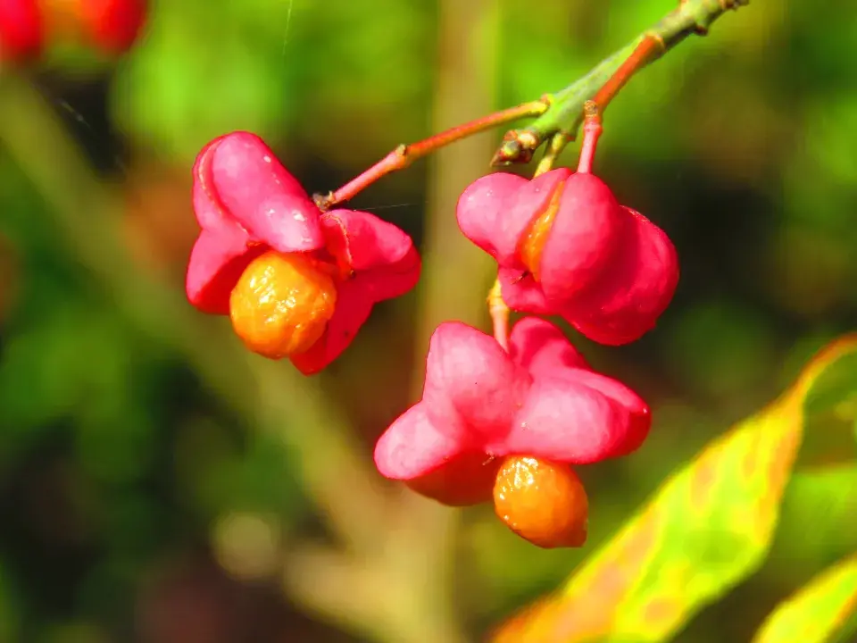 plody brslenu evropského