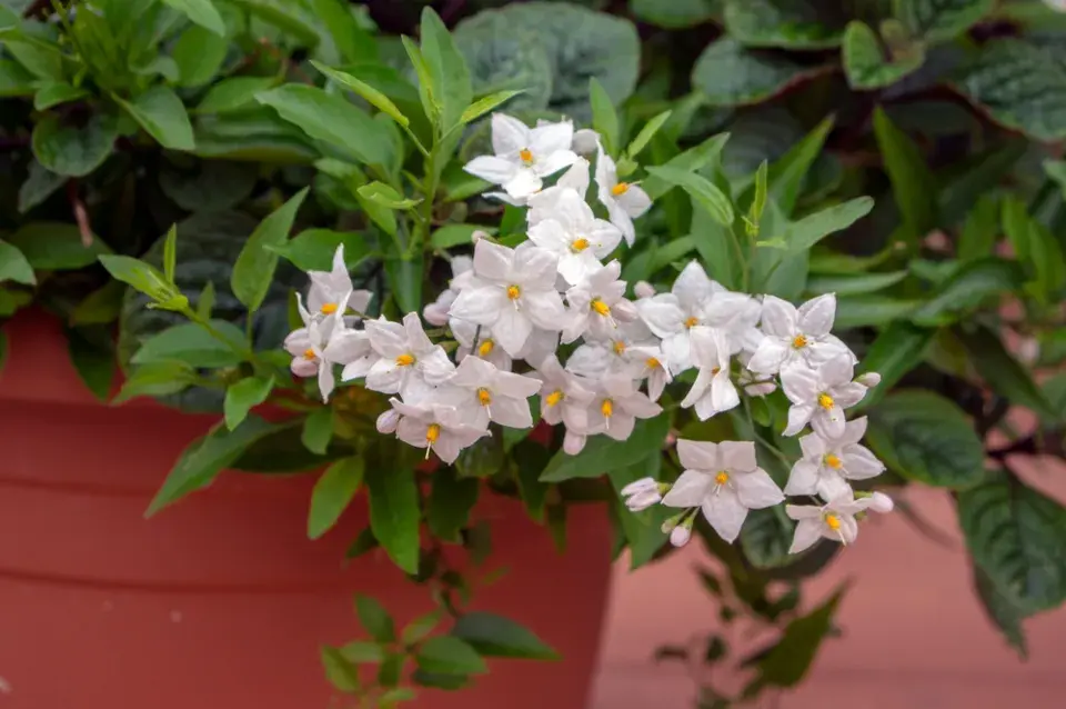 Lilek jasmínokvětý (Solanum jasminoides)