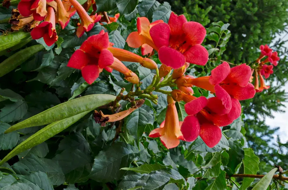 jedovaté lusky a květy