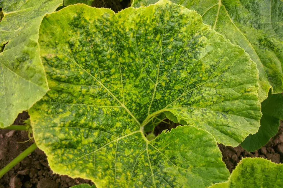 Choroby na okurkách se nevyplatí podcenit