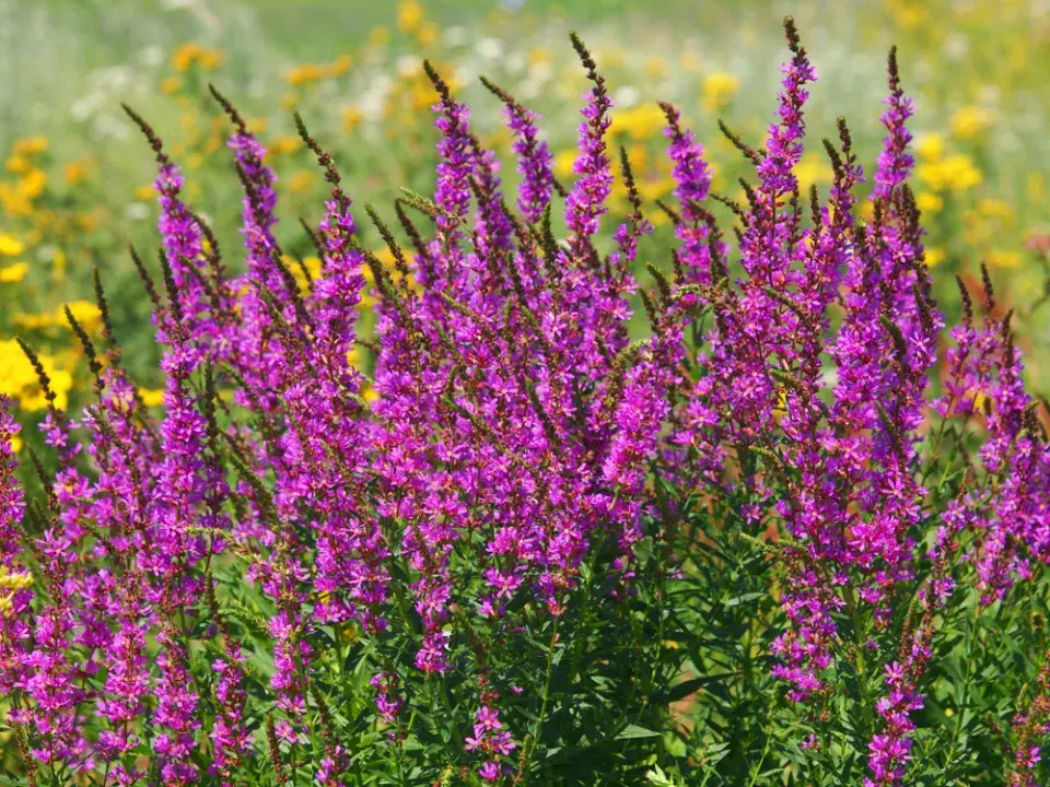 Kyprej vrbice (Lythrum salicaria)