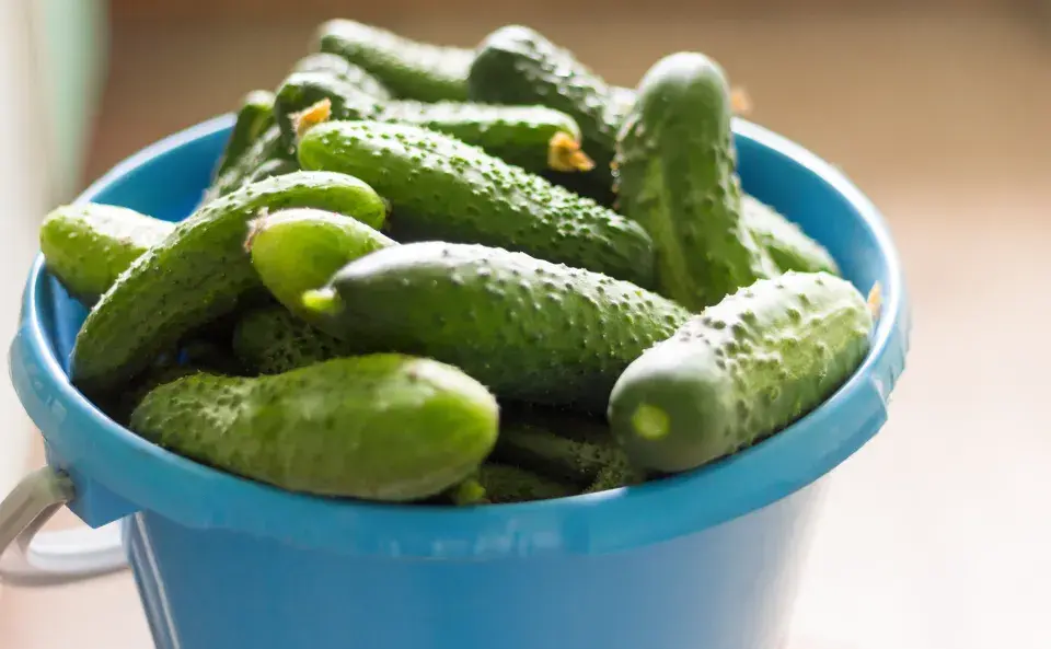 Okurky nakladačky mají v červenci sezonu sběru a zavařování