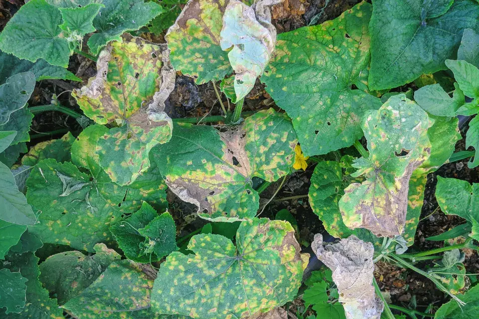 Choroby na okurkách se nevyplatí podcenit