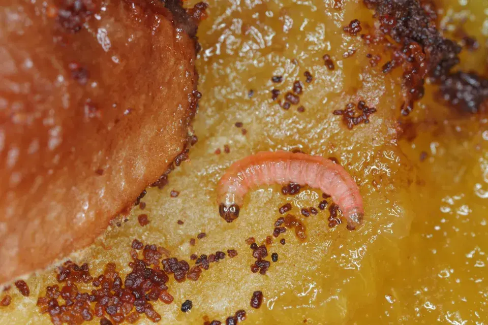 larva obaleče ve švestce